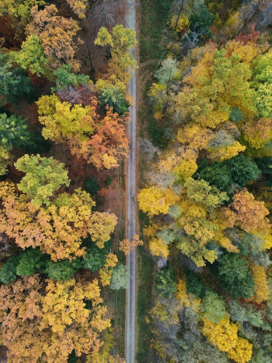 aerial view of trees in autumn with their leaves turning yellow