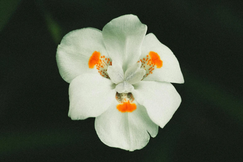 a close - up po of a flower that has orange centers