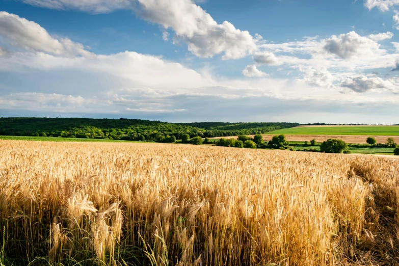 the large field has lots of crops on it