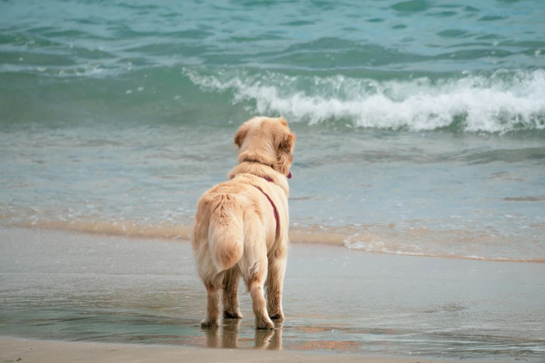 a dog looking at the waves in the ocean