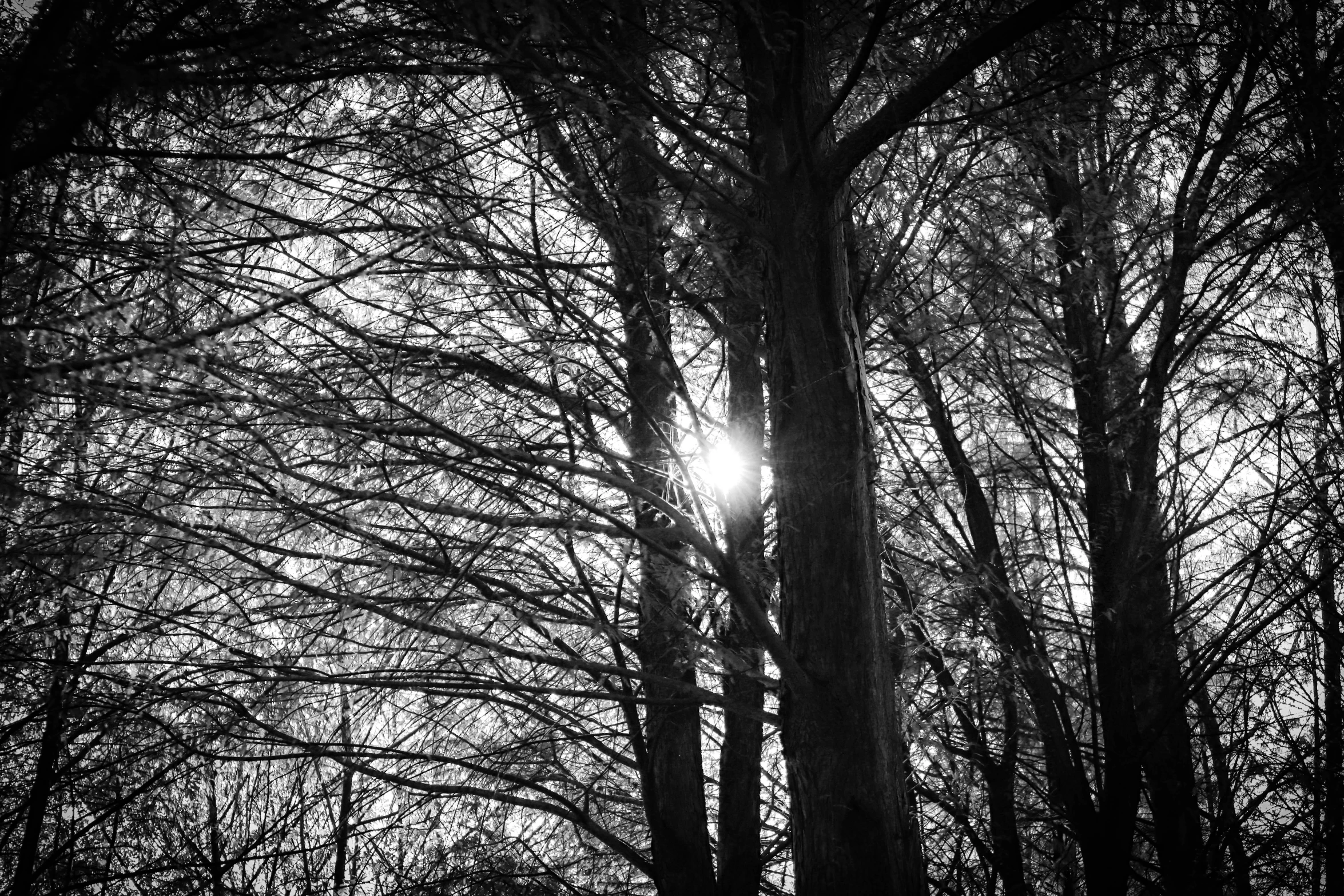 sun peeking through the leaves of trees in the forest