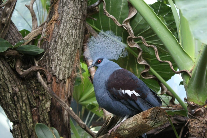 a close up of a small bird perched in a tree