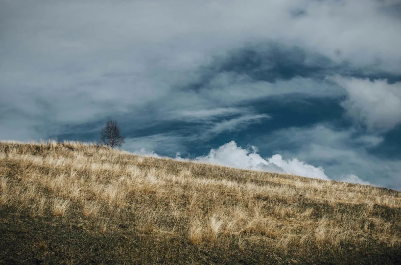 a lone tree on the side of a hill