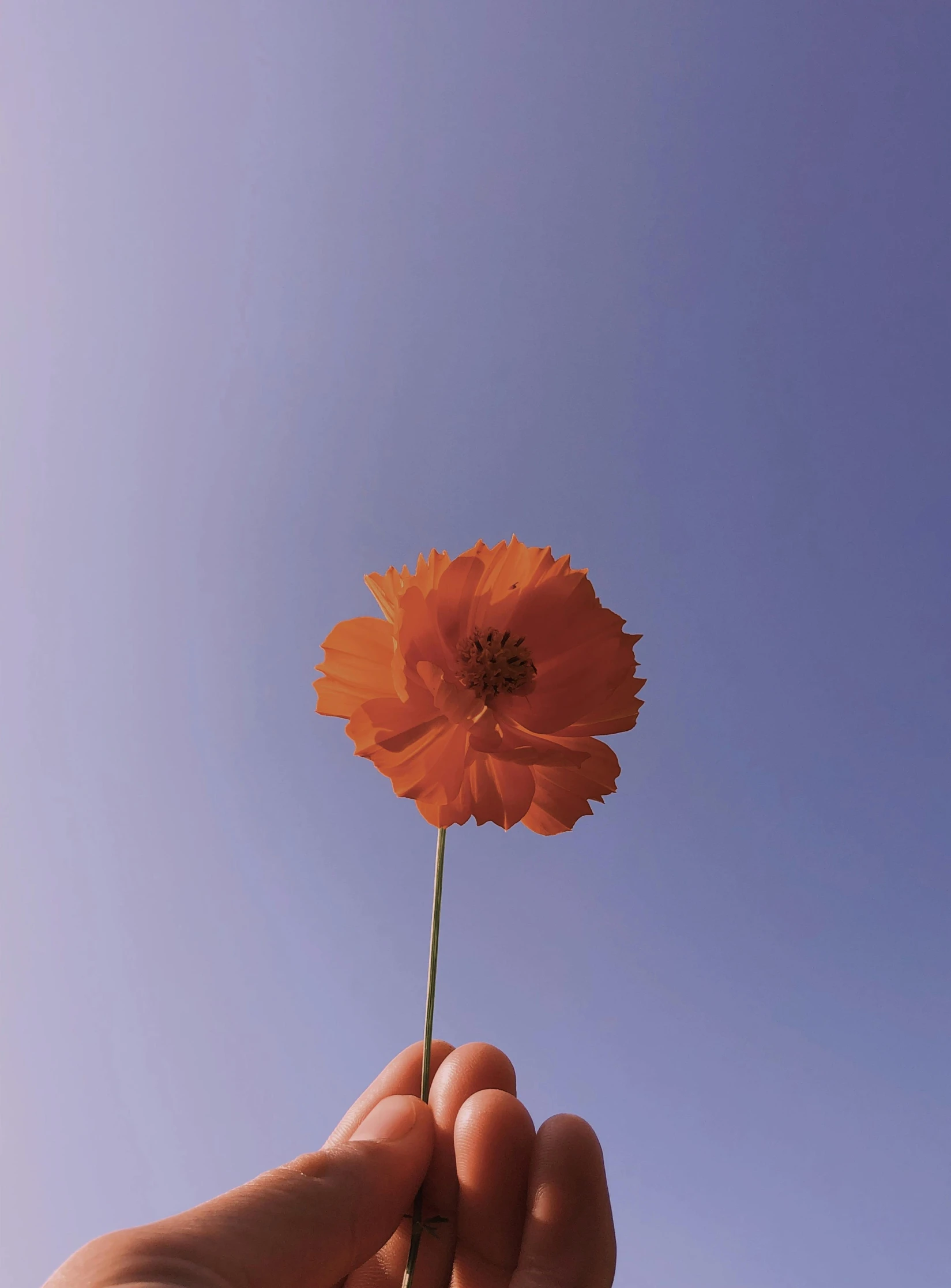 a person holding an orange flower up to a sky