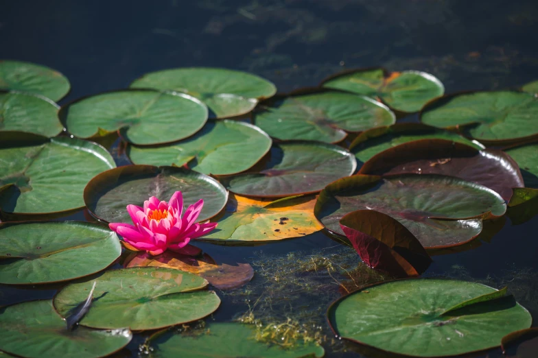 pink flower with green leaves floating in the water