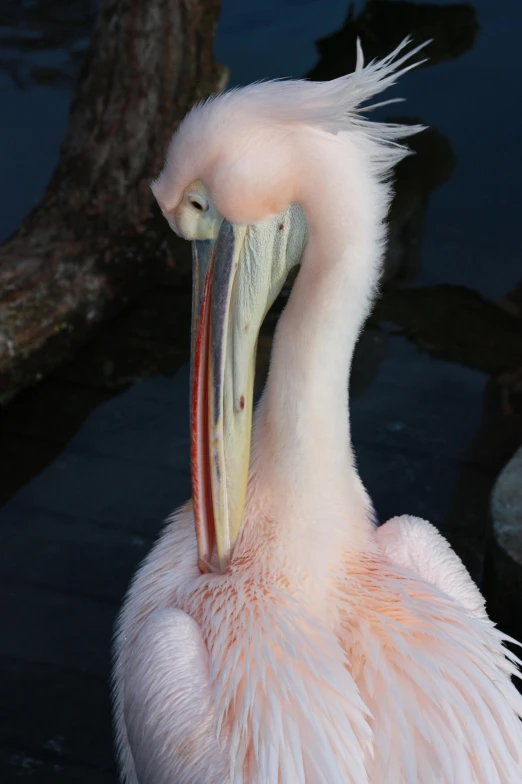 a close up of a very pretty bird with a big beak