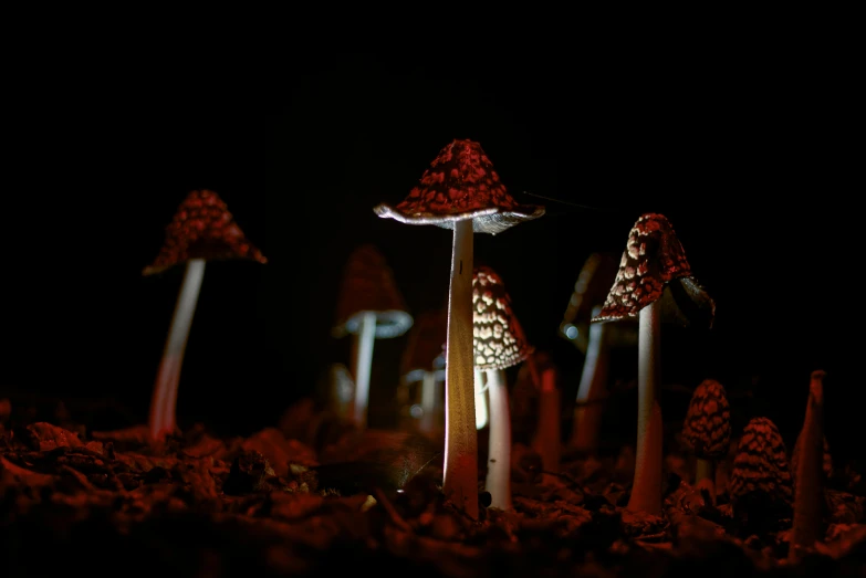 several little mushrooms are lit up at night
