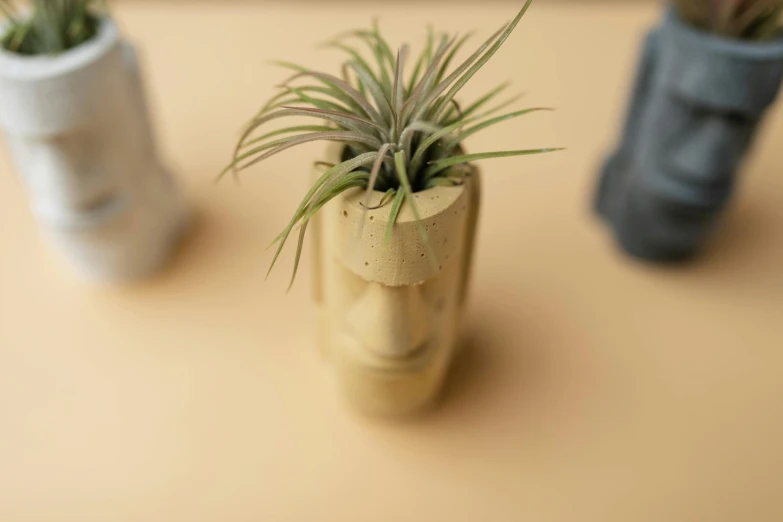 three plants in vases next to each other