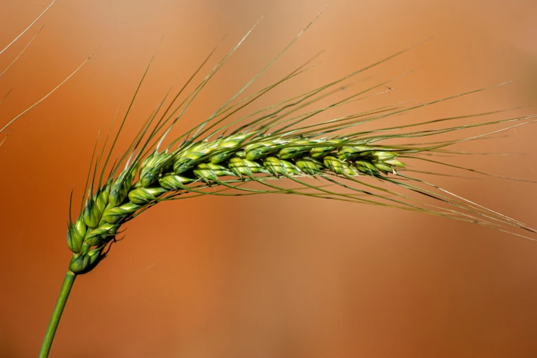 an image of a wheat that is in the foreground