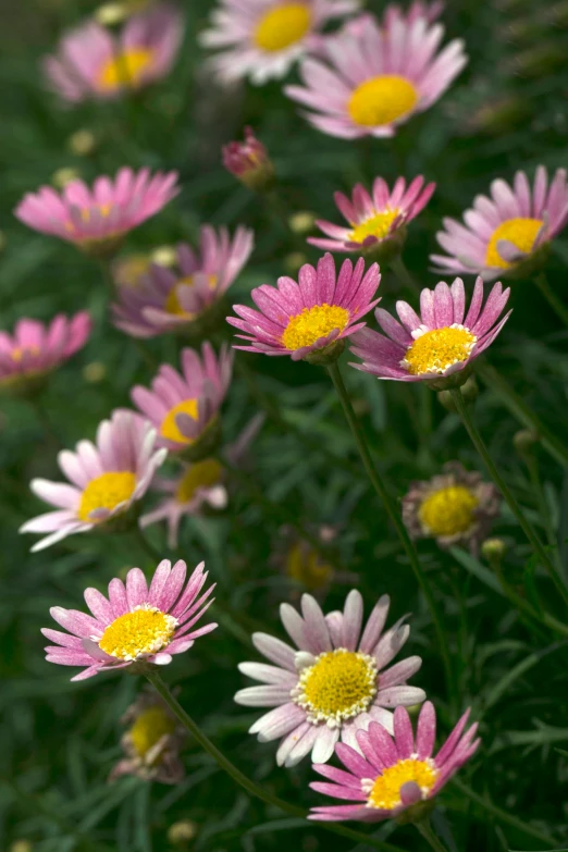 a lot of pink and yellow flowers with green stems