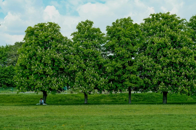 people sitting and standing on a field underneath tall trees