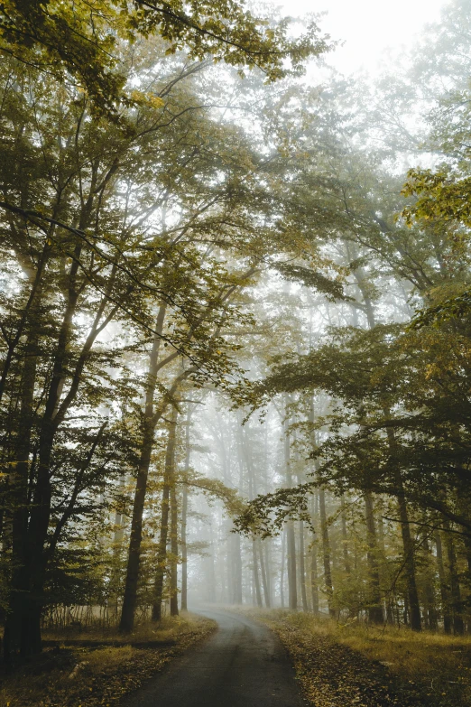 a narrow road is surrounded by tall trees