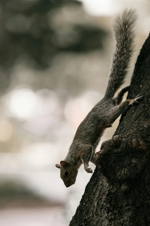 a squirrel climbing up the side of a tree trunk