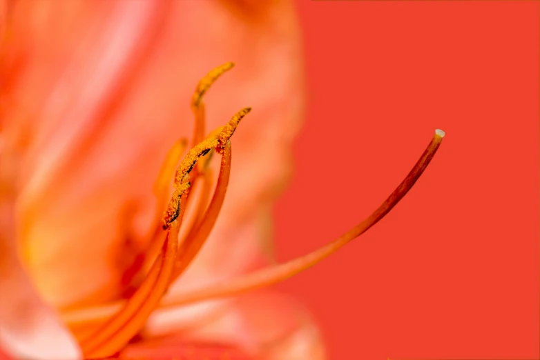 a red flower is on display against a pink background