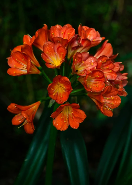 some very pretty red and yellow flowers in a garden