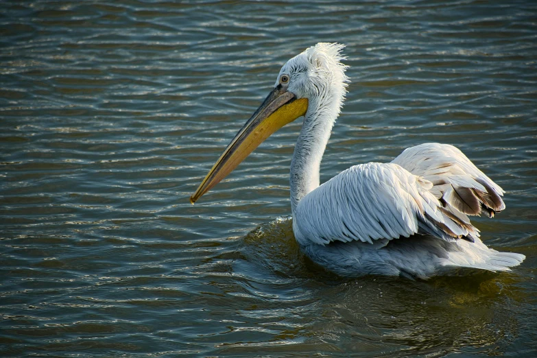 a bird that is standing in the water