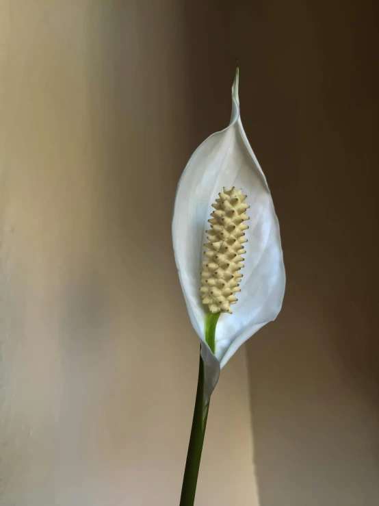 a single white flower in a white vase