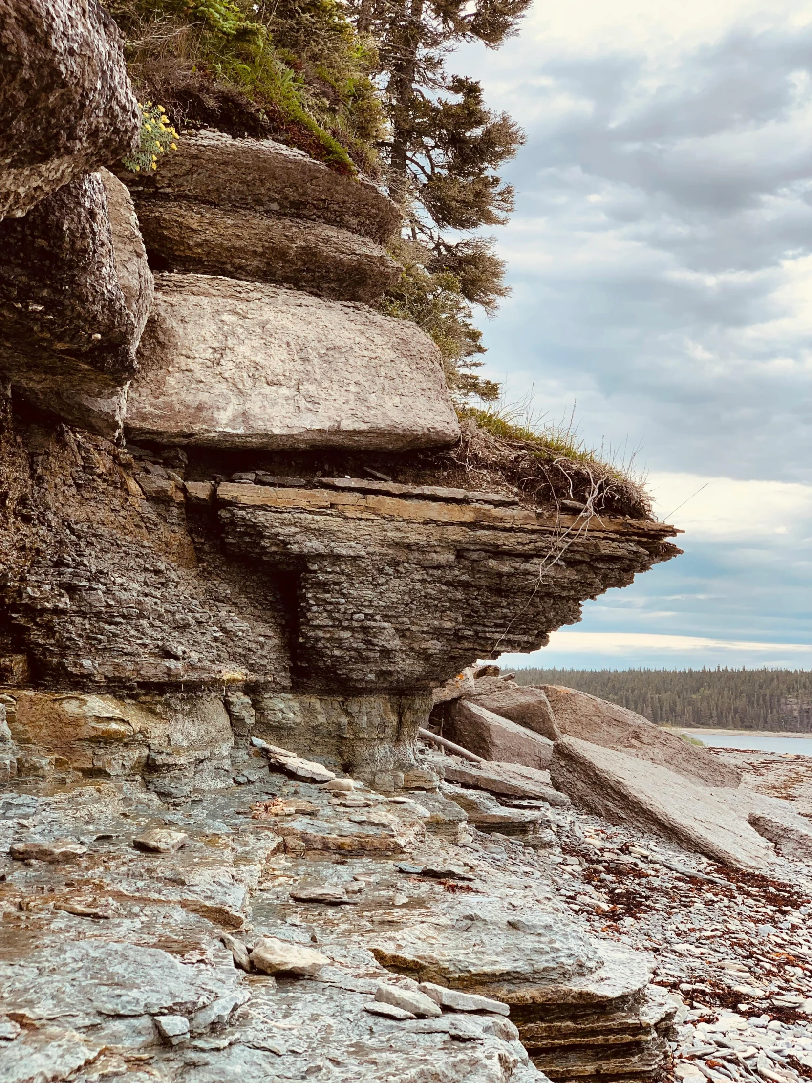 rocks on a beach with a tree in the background