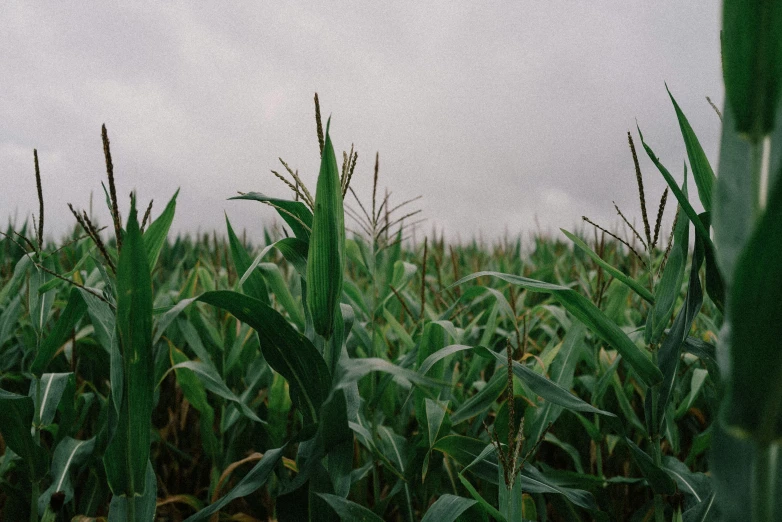 the tall grass is growing in the field