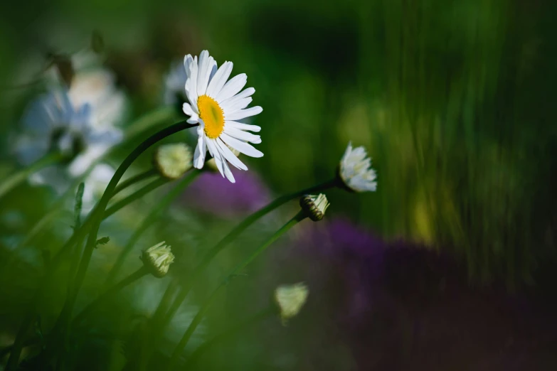 a field of wild flowers with green and purple foliage