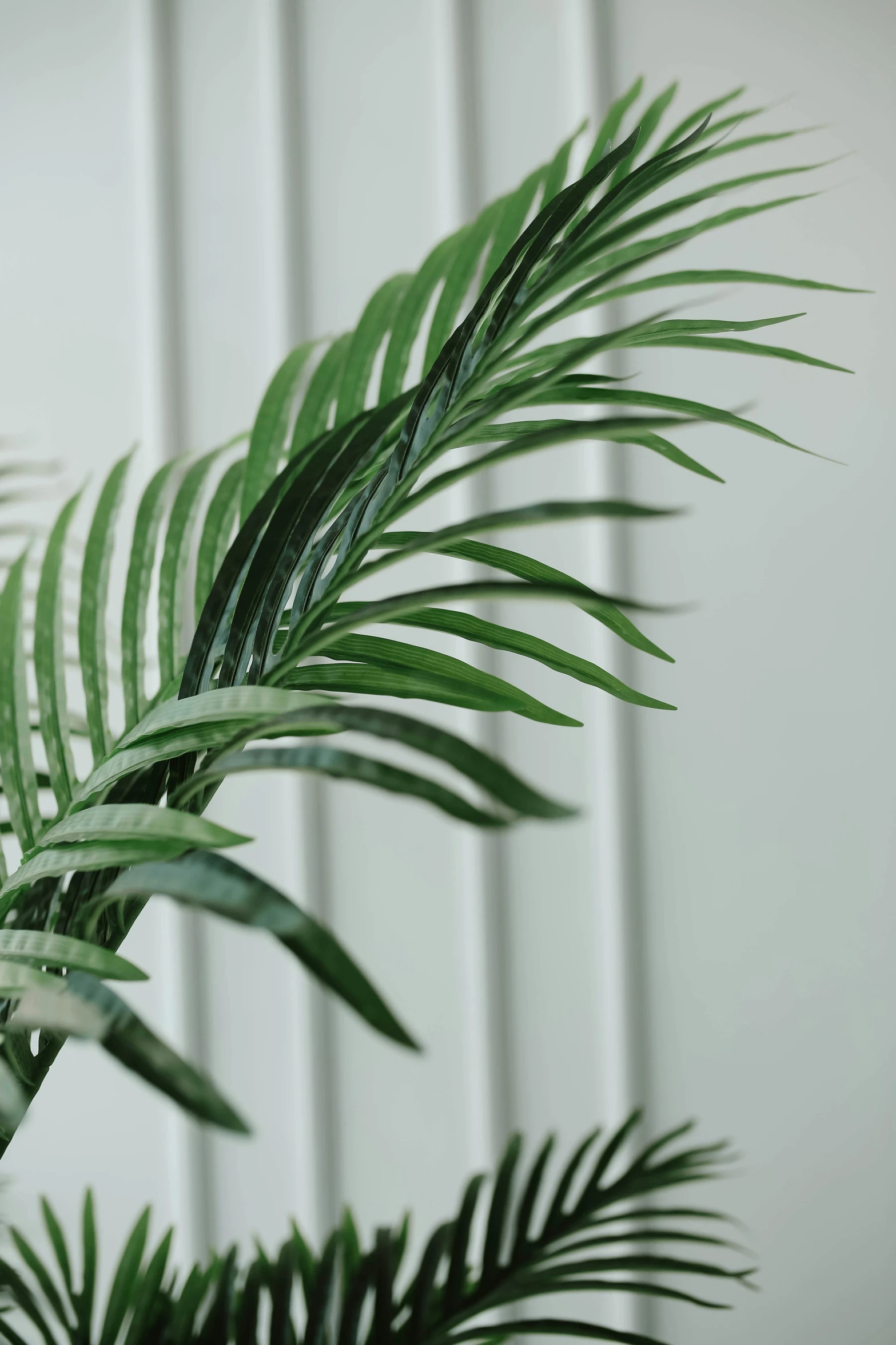 a green palm tree with leaves against a white wall