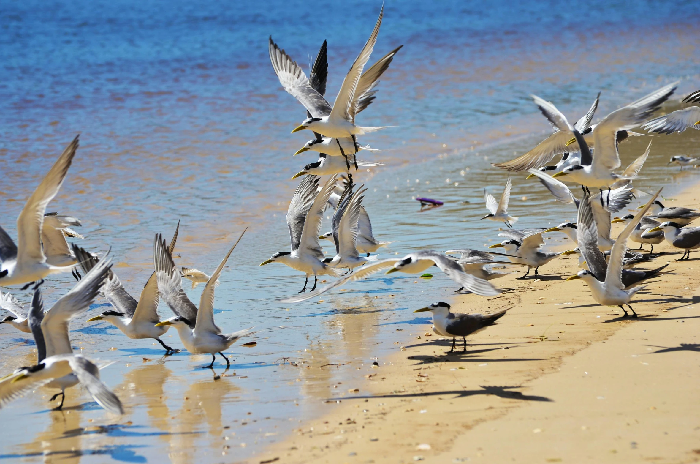 birds flying over the water on the beach