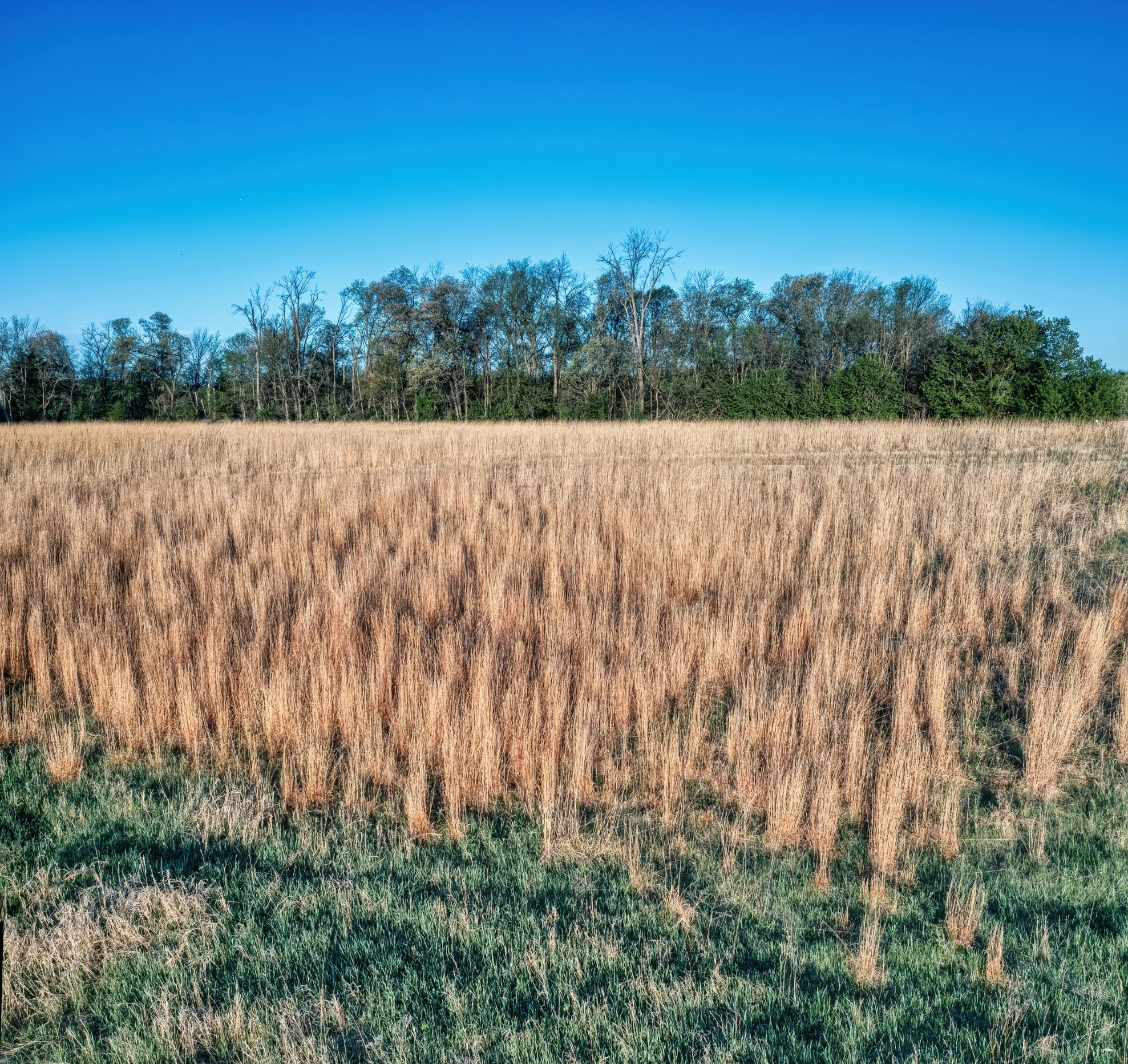 brown field of grain in the middle of a forest