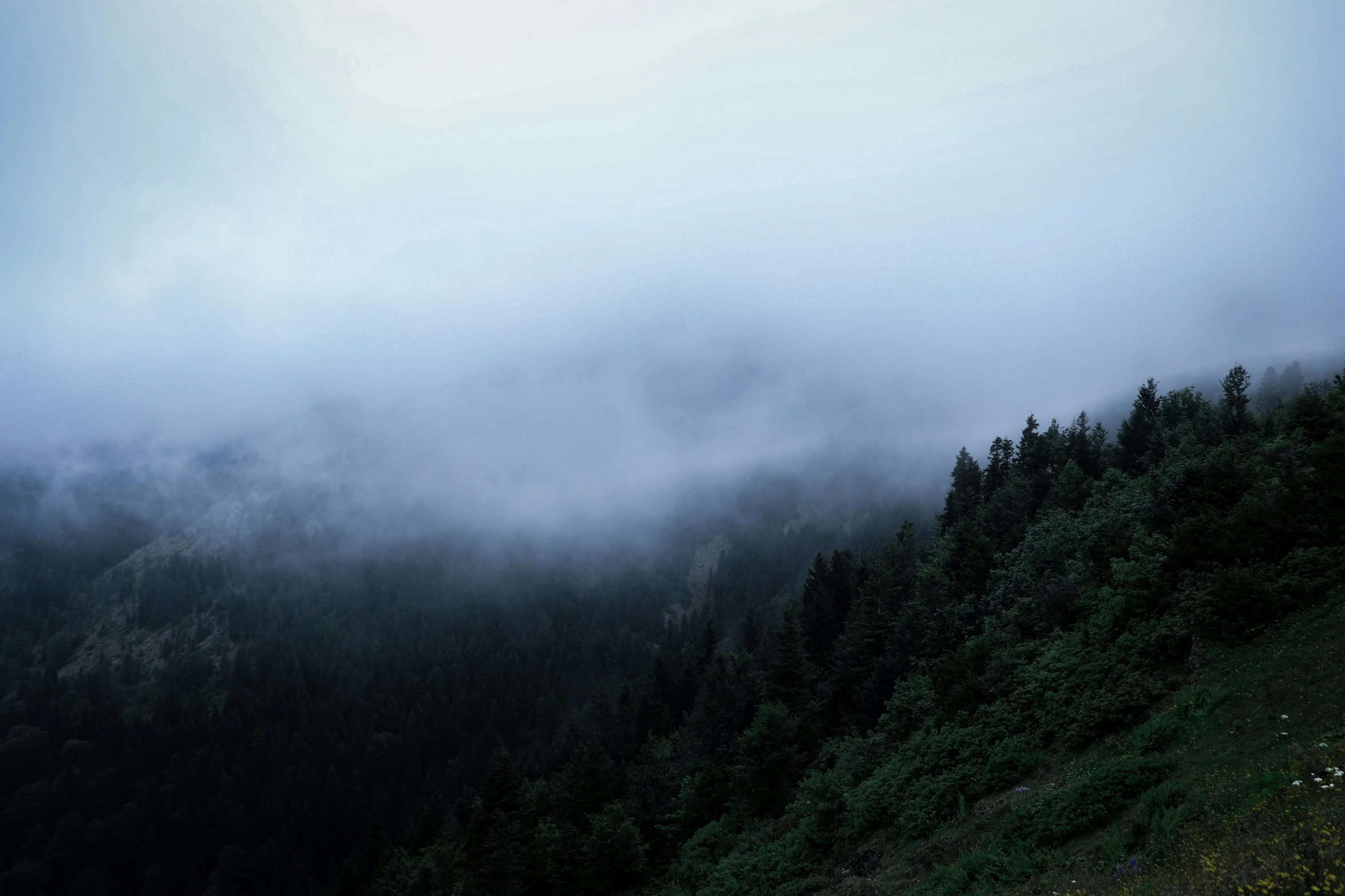 a very dark forest is covered with fog