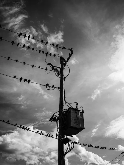 several birds on electrical wires with sky in background