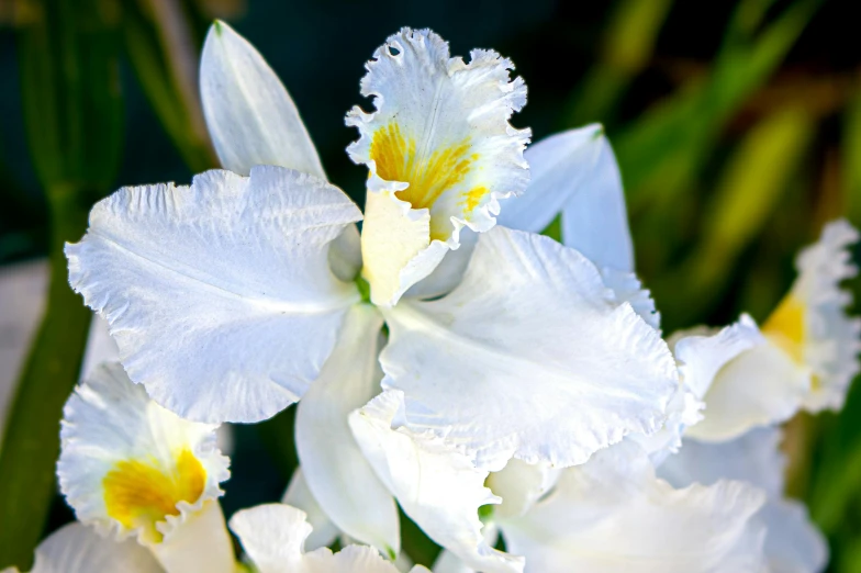 this iris has two very large blooms on it