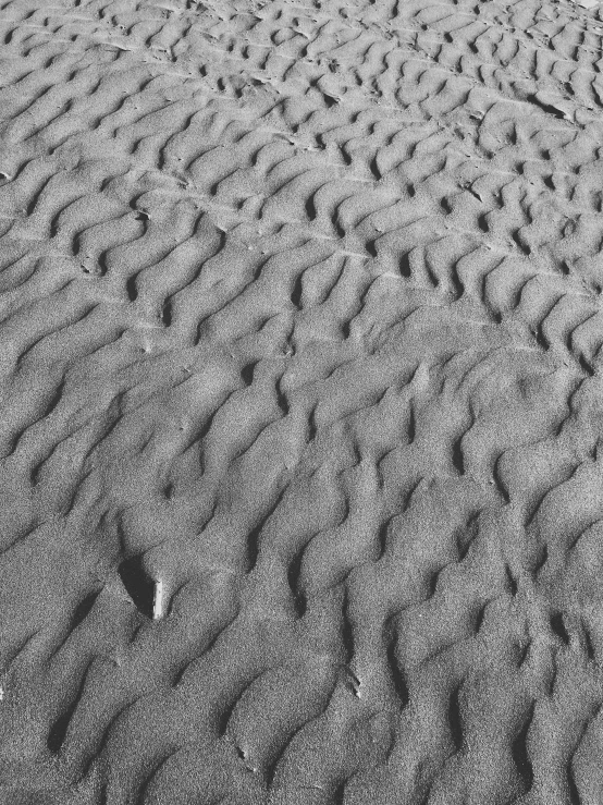 the sand has tracks of birds in it