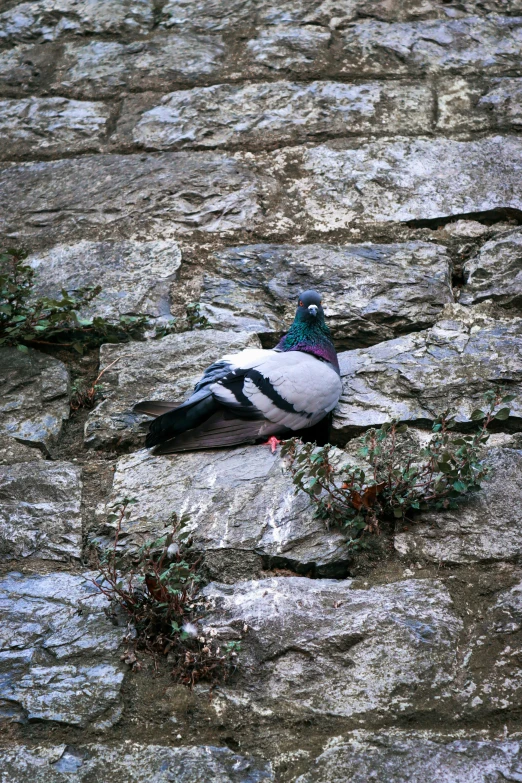 a pigeon that is laying down on some rocks
