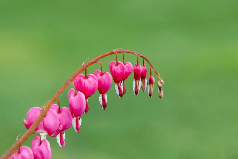 an image of a flower with a green background