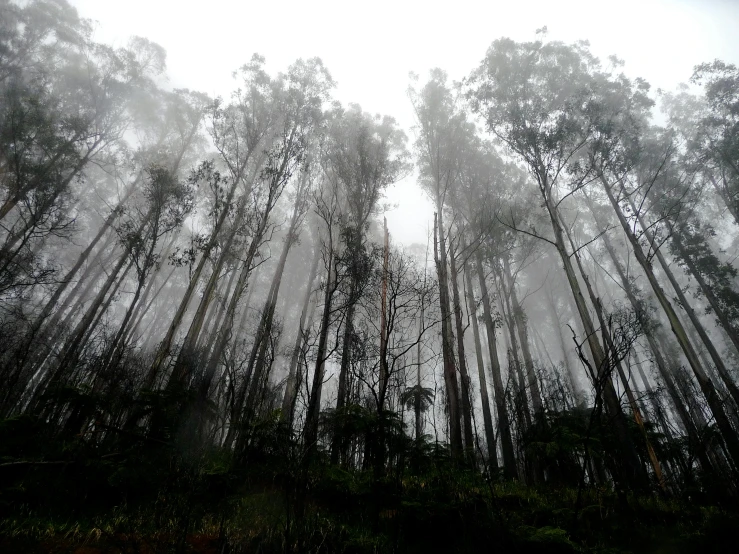 fog covers the tops of tall trees in a forest