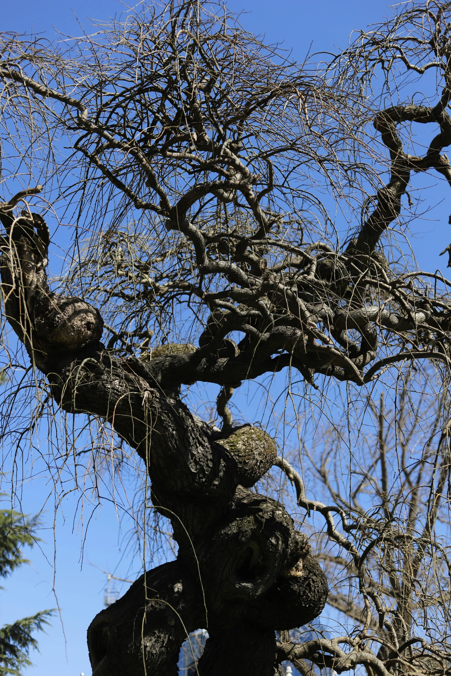 a monkey in a tree that's bent backwards