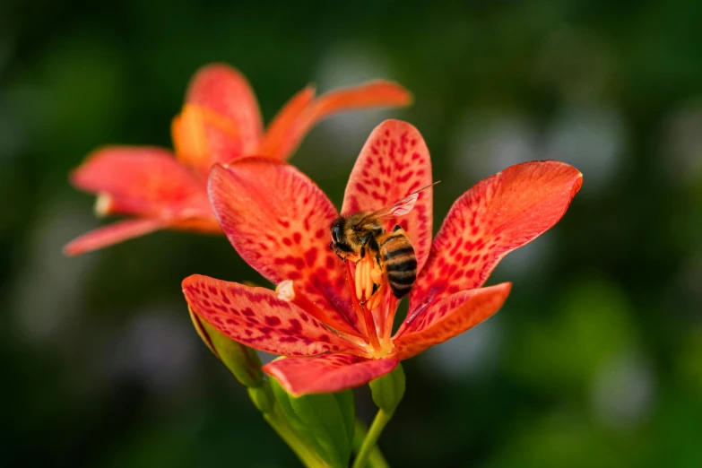 a bee is on the red flower