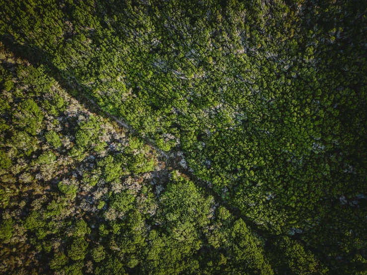 an overhead view of a forest with lots of trees