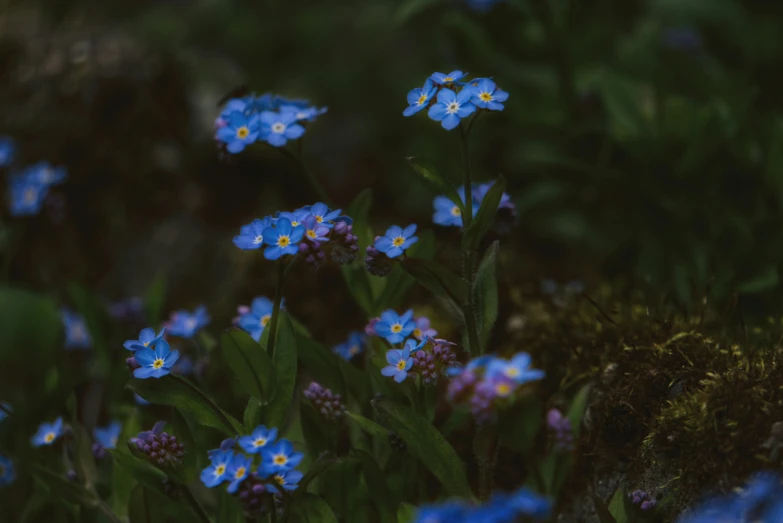 many blue flowers grow together on a bush