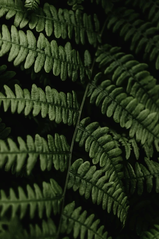 closeup of a fern leaf that looks green with dark background