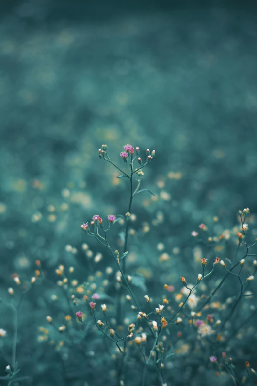 a bunch of small flowers are near a field