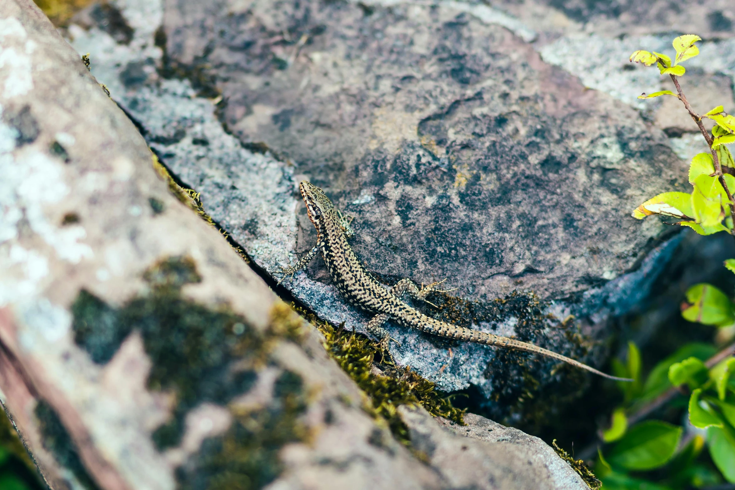 a lizard is standing on some rock and is looking around