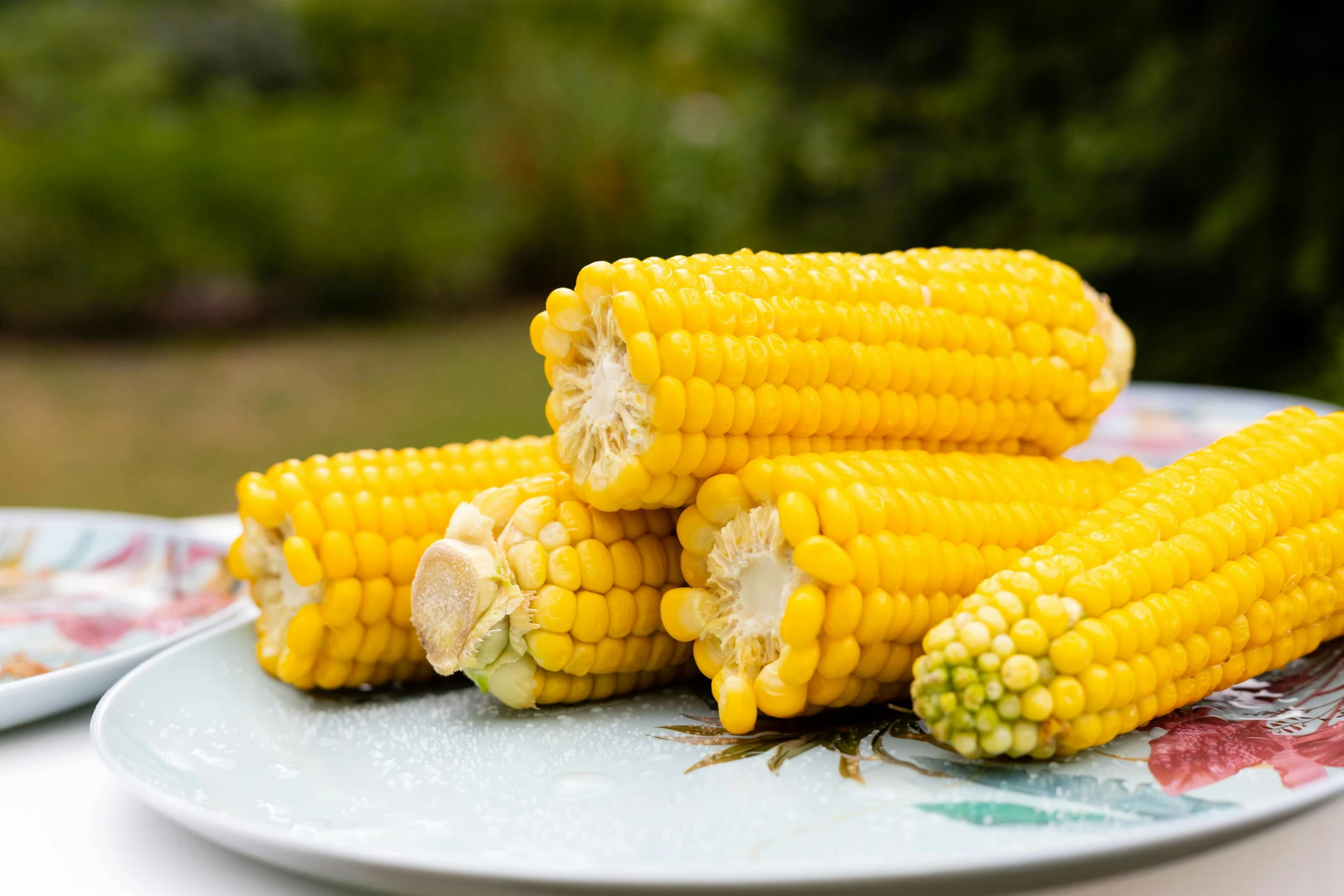 corn is on a plate with another corn still attached