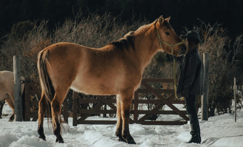 a horse is standing in the snow by a fence