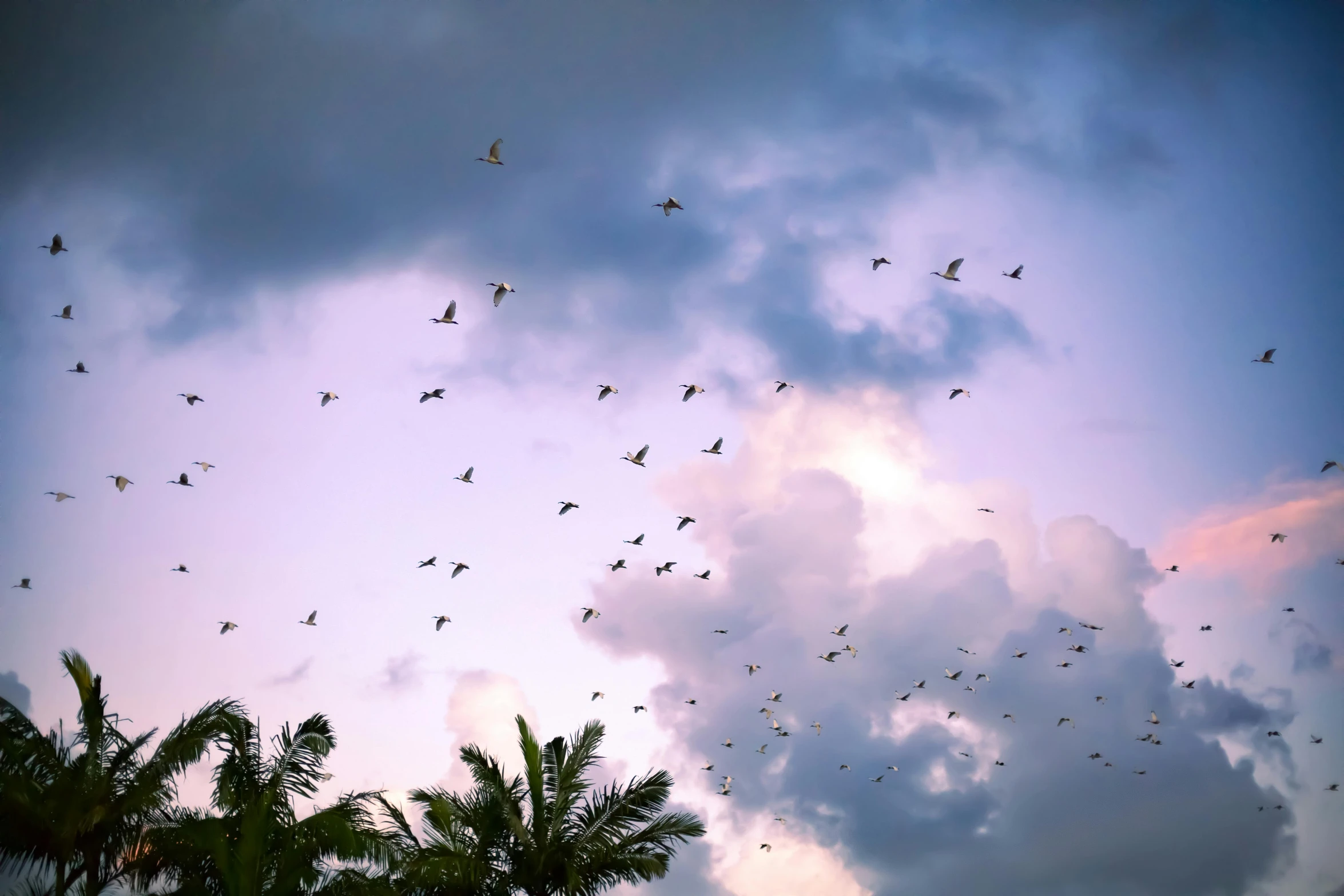 a large flock of birds flying through the sky