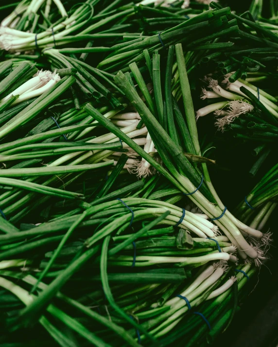 several green and white plant stems next to each other