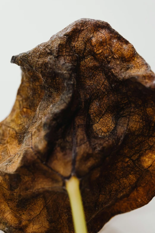 a closeup s of a plant that has no leaves