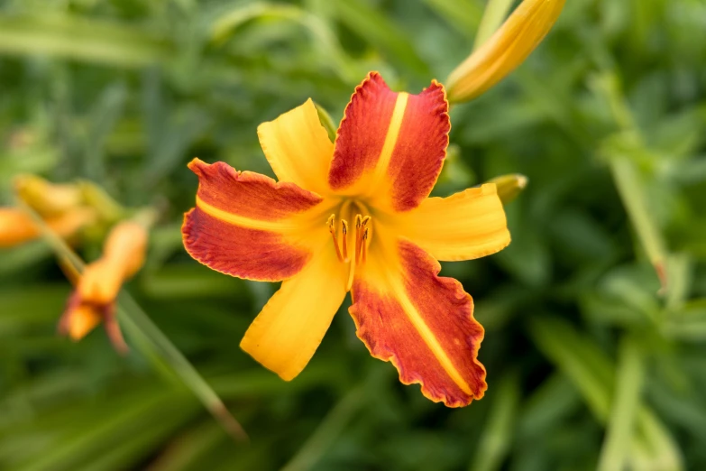 the red and yellow flower looks like a lily