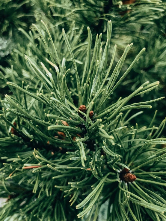 a pine tree with green needles and cones