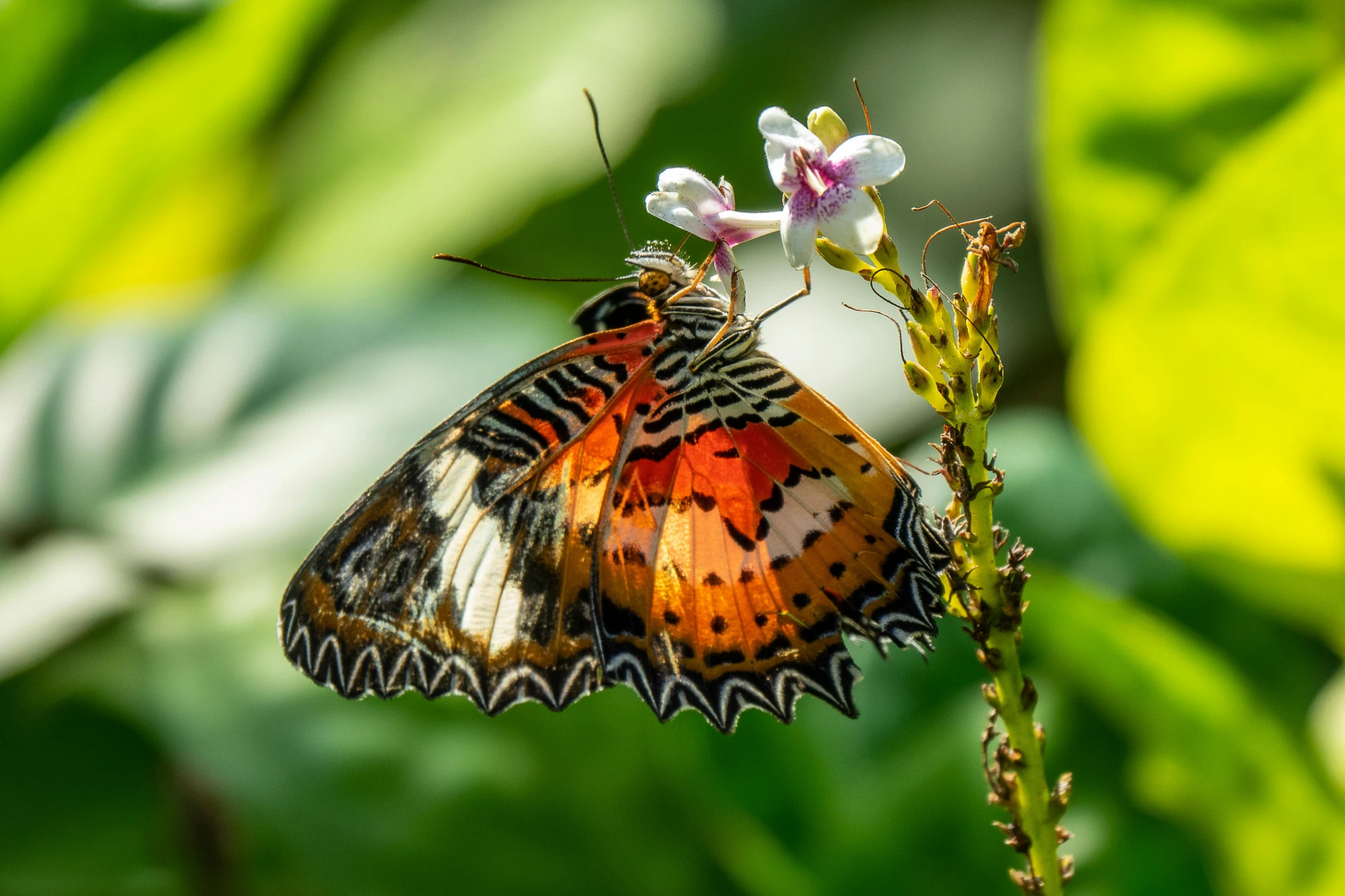 a moth resting on a pink flower in the forest