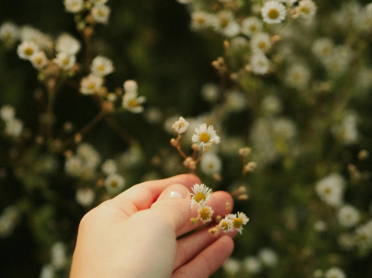 hand holding up some small flowers in front of green grass